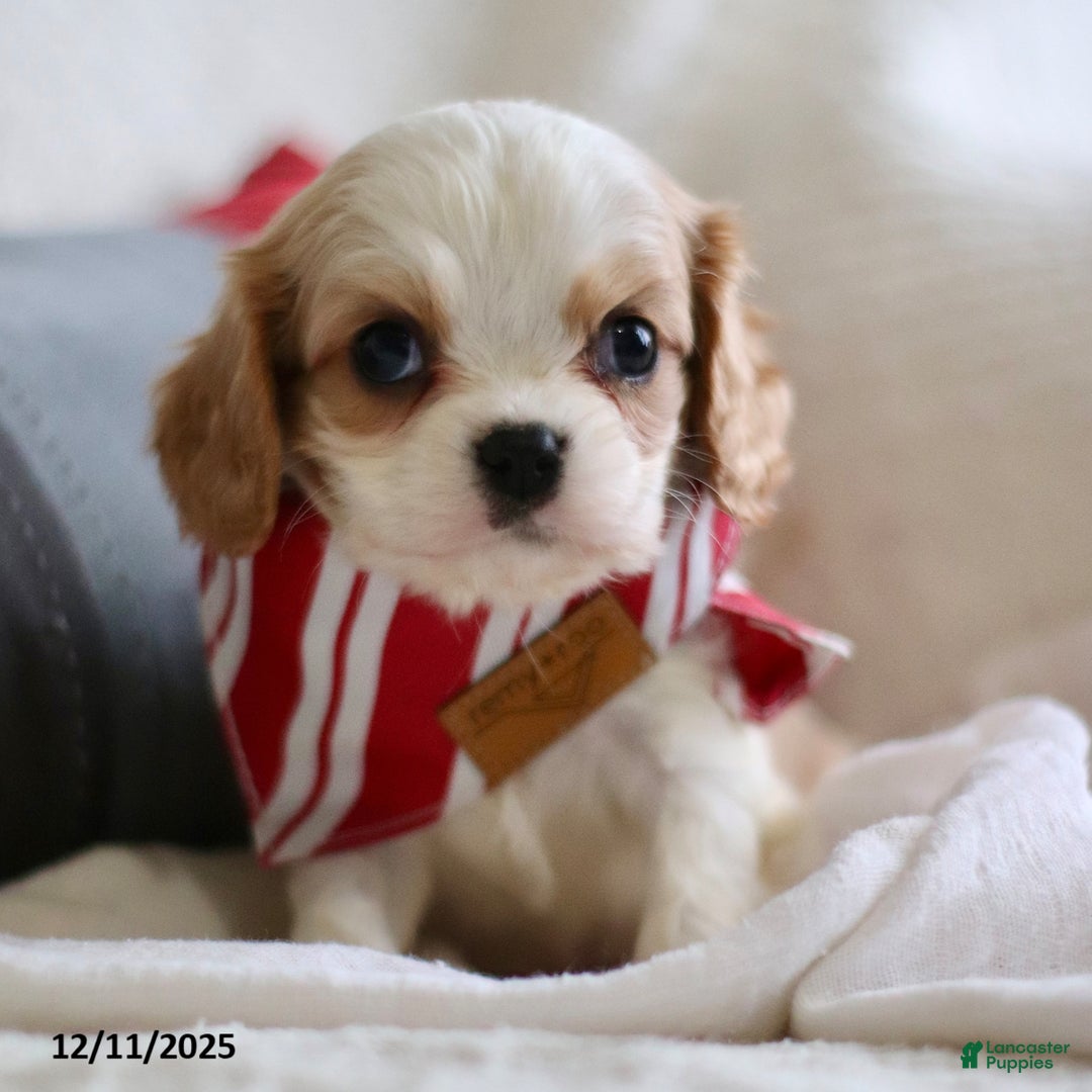 Cavalier King Charles Spaniel dogs for sale: Lennox - Ad 2