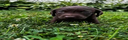 Labrador Retriever dogs for sale: Marigold - Ad 3