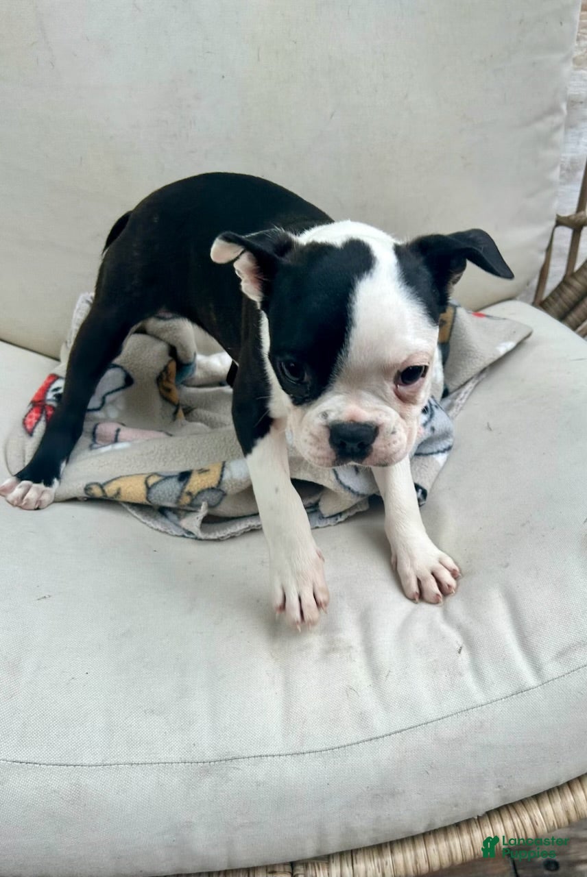Boston Terrier dogs Boston Terrier Puppy 1 - Ad 23