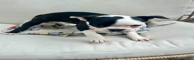 Boston Terrier Puppy 1