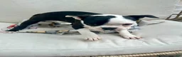 Boston Terrier dogs for sale: Boston Terrier Puppy 1 - Ad 1