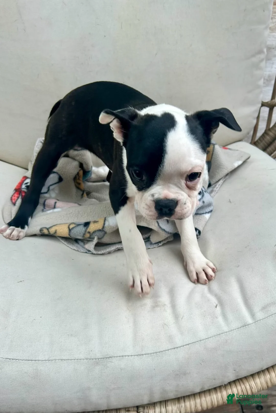 Boston Terrier dogs for sale: Boston Terrier Puppy 1 - Ad 1