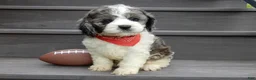 Cockapoo dogs for sale: Spot - Ad 1