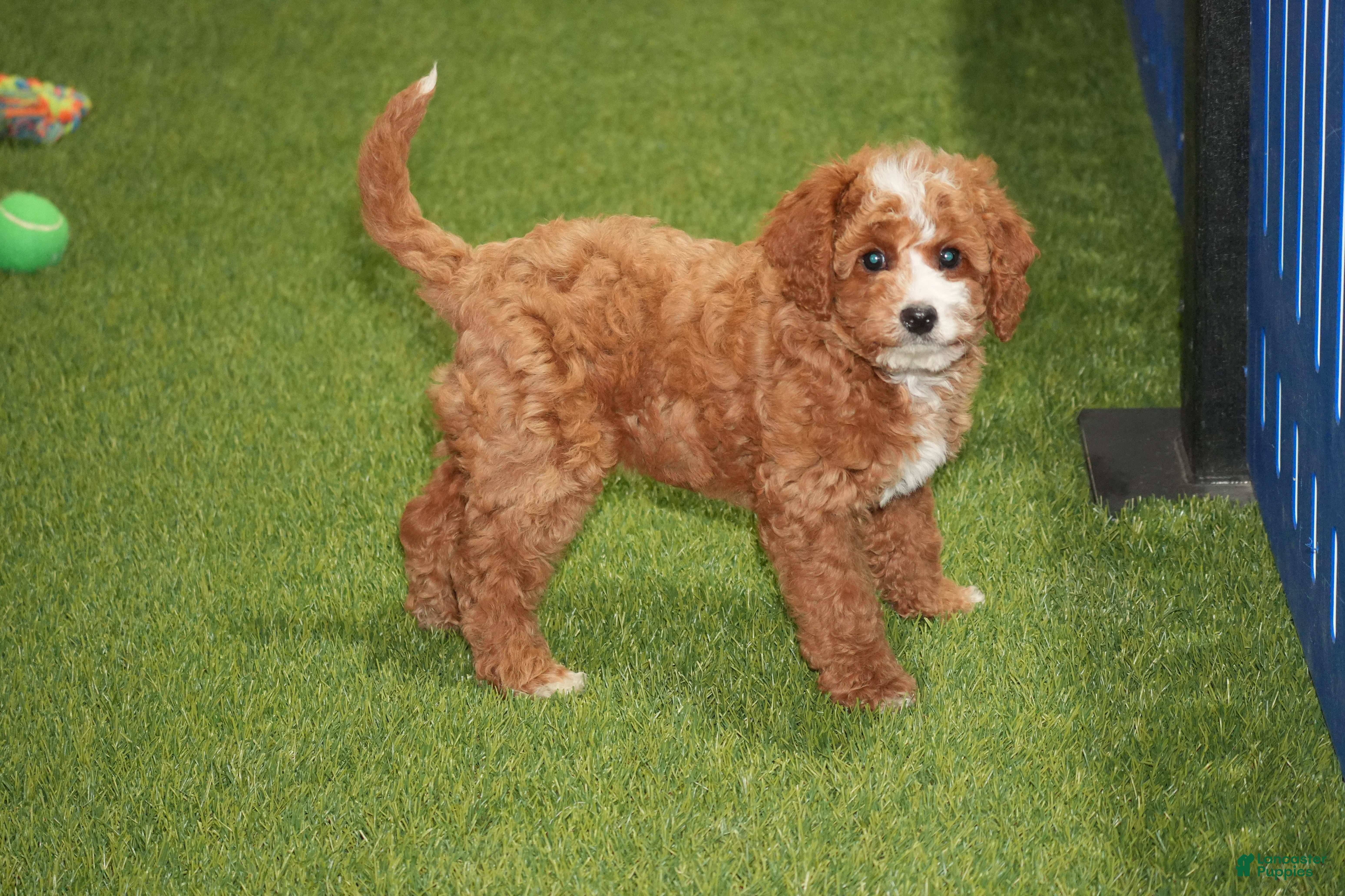 Cavapoo dogs Allison - Ad 39