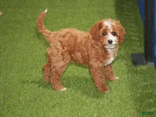 Cavapoo dogs Allison - Ad 39