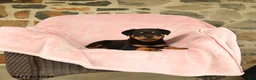 Rottweiler dogs for sale: Napoleon - Ad 3