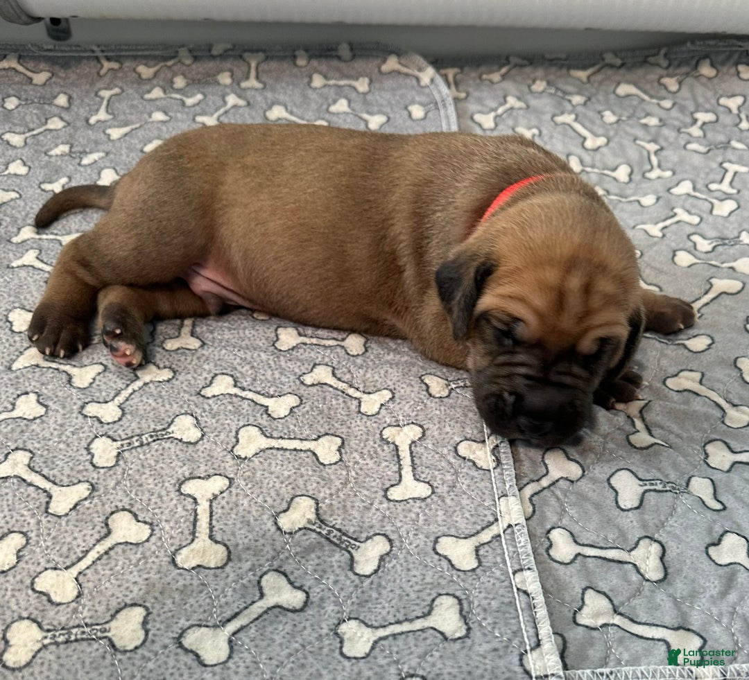 Great Dane dogs for sale: Red Collar - Ad 3