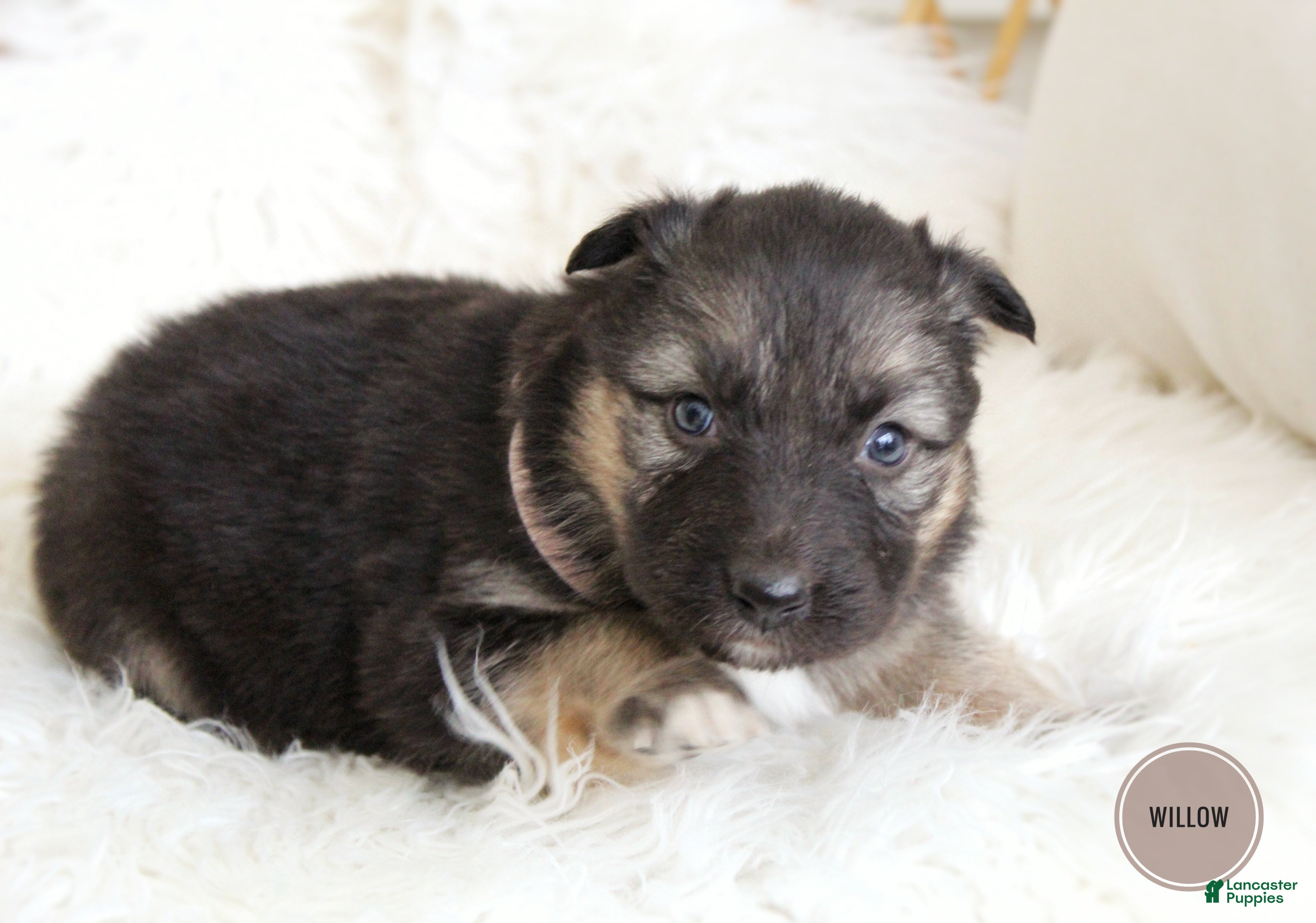 Mixed Breed dogs Willow  - Ad 1