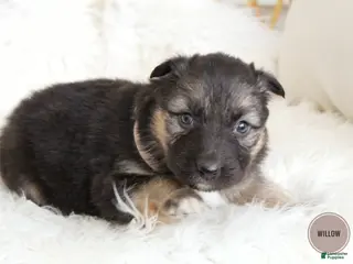 Mixed Breed dogs for sale: Willow - Ad 3
