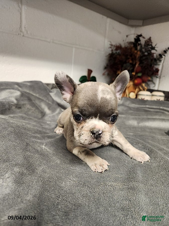 French Bulldog dogs Aspen - Ad 2