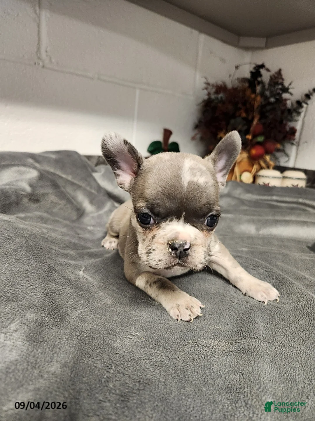 French Bulldog dogs for sale: Aspen - Ad 2