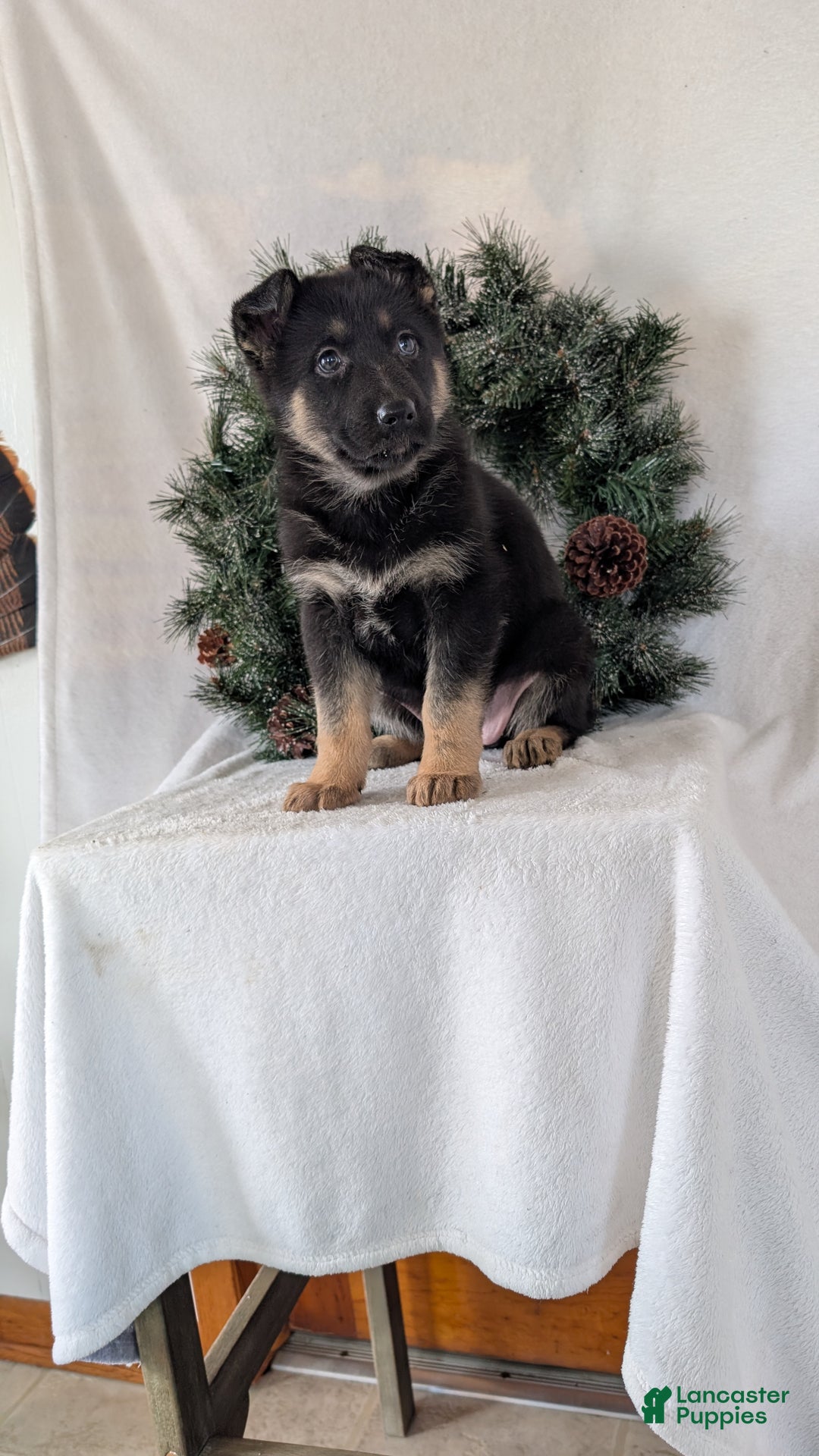 German Shepherd dogs for sale: Gail  - Ad 8