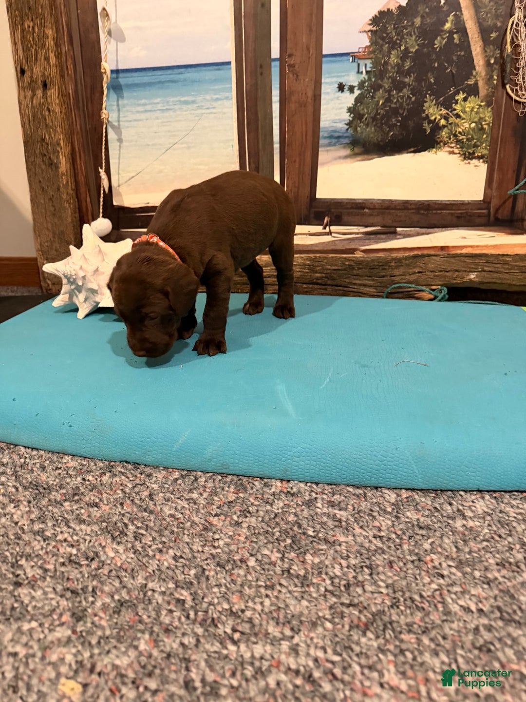 Labrador Retriever dogs for sale: Labrador Retriever COCOA - Ad 3