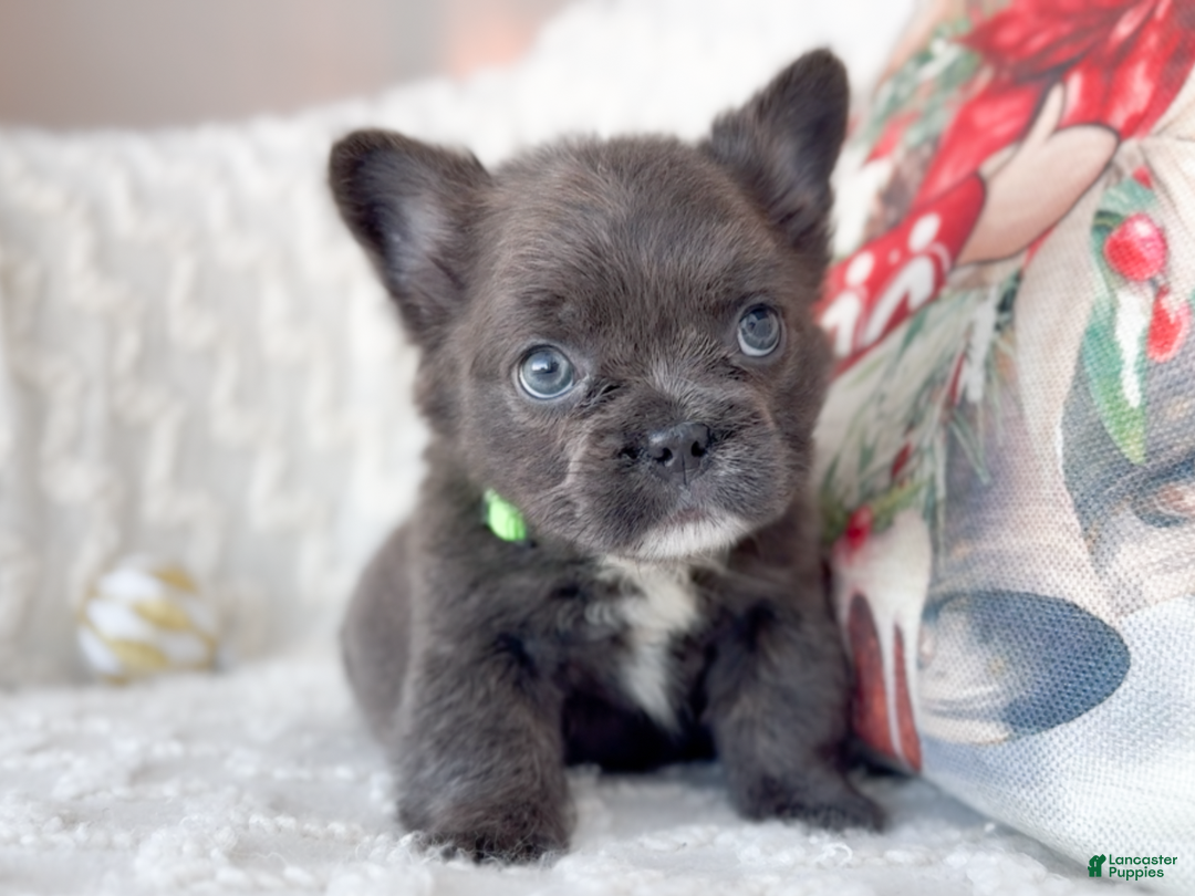 French Bulldog dogs for sale: Cupid Fluffy Male - Ad 3