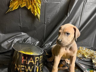 Great Dane dogs Ginny Weasley - Ad 39