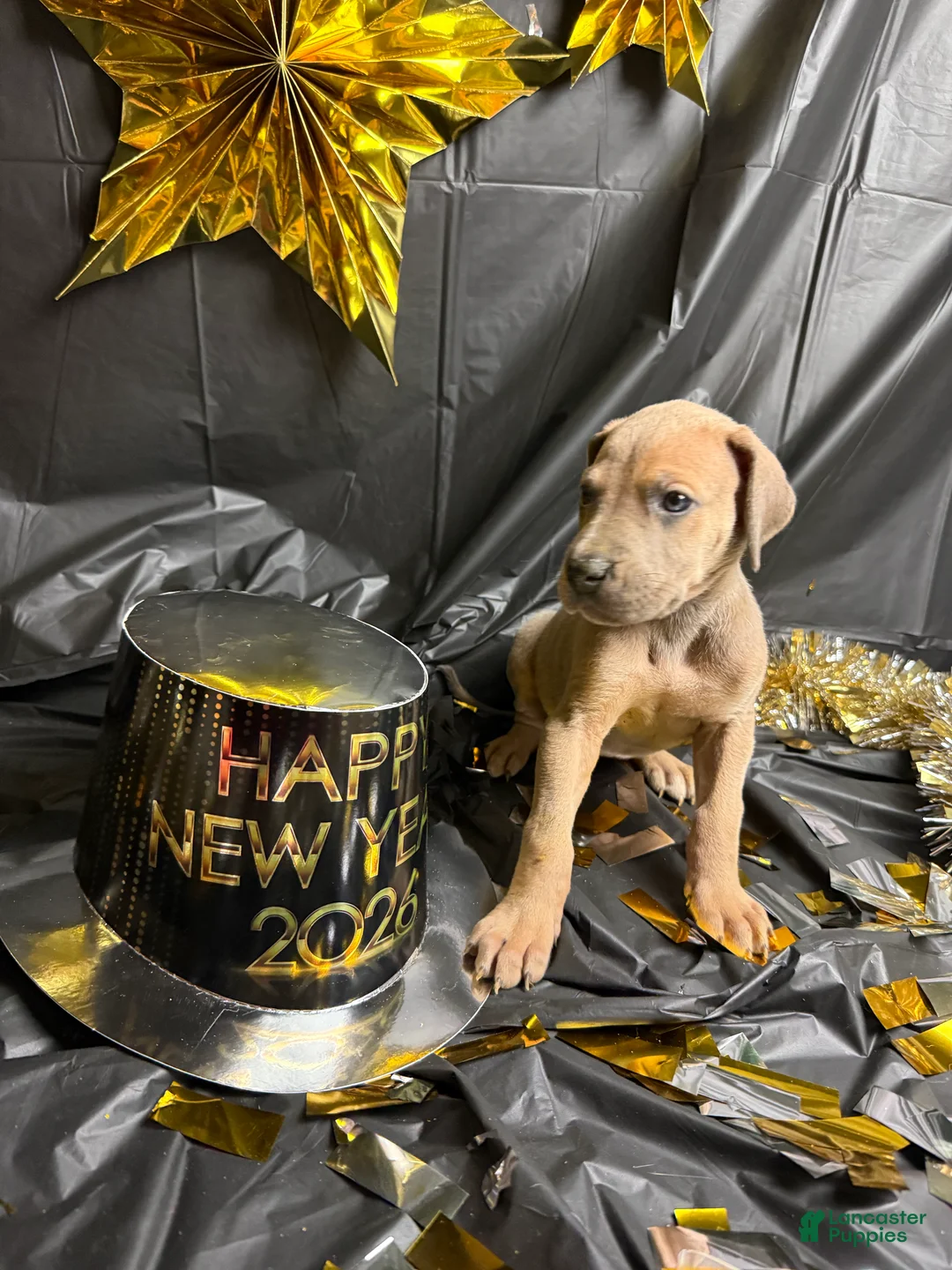 Great Dane dogs for sale: Blue fawn (Heavy Euro) - Ad 10