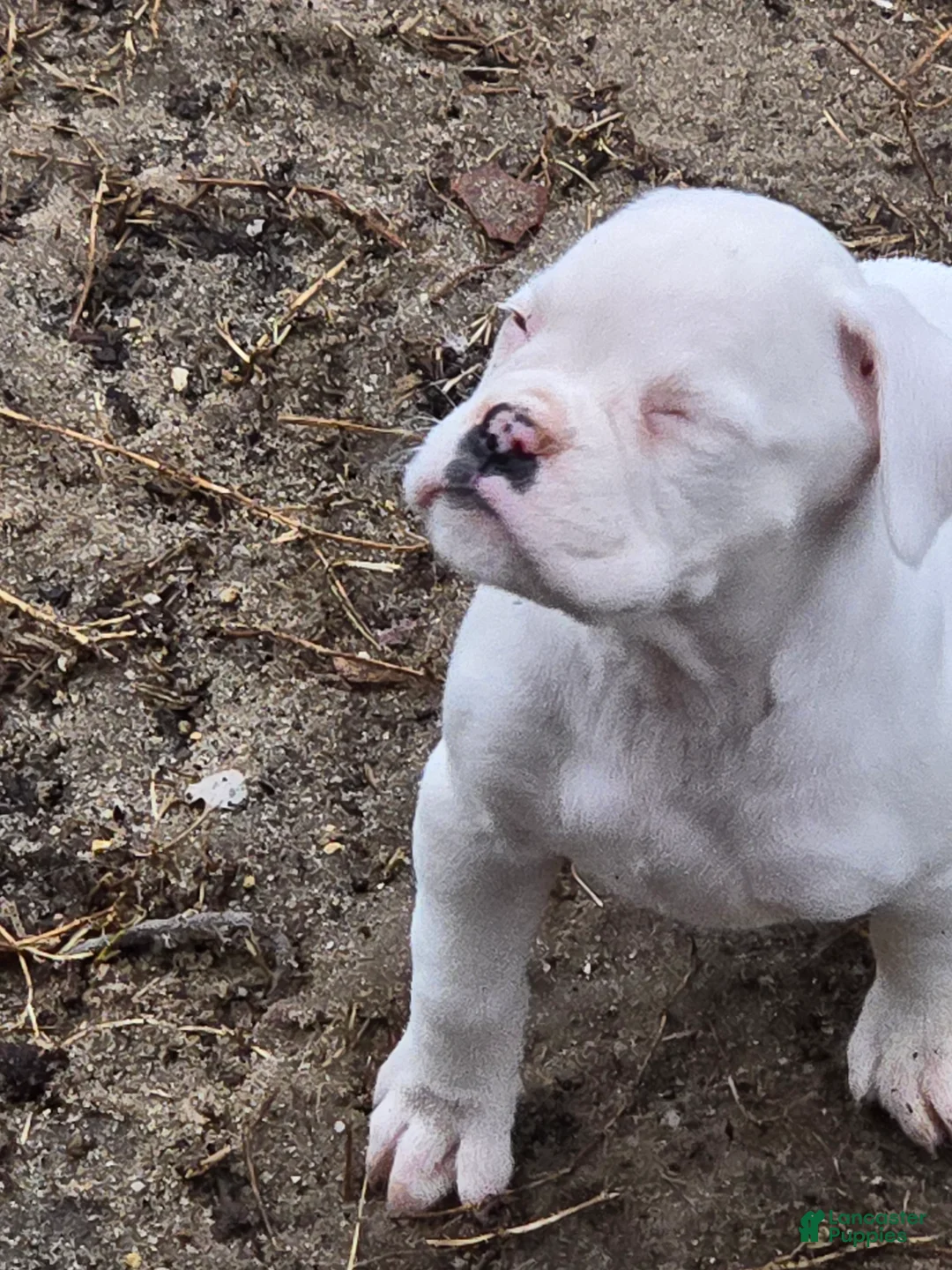 Boxer dogs for sale: Pete - Ad 6