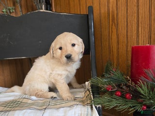 Goldador dogs Sonya - Ad 13