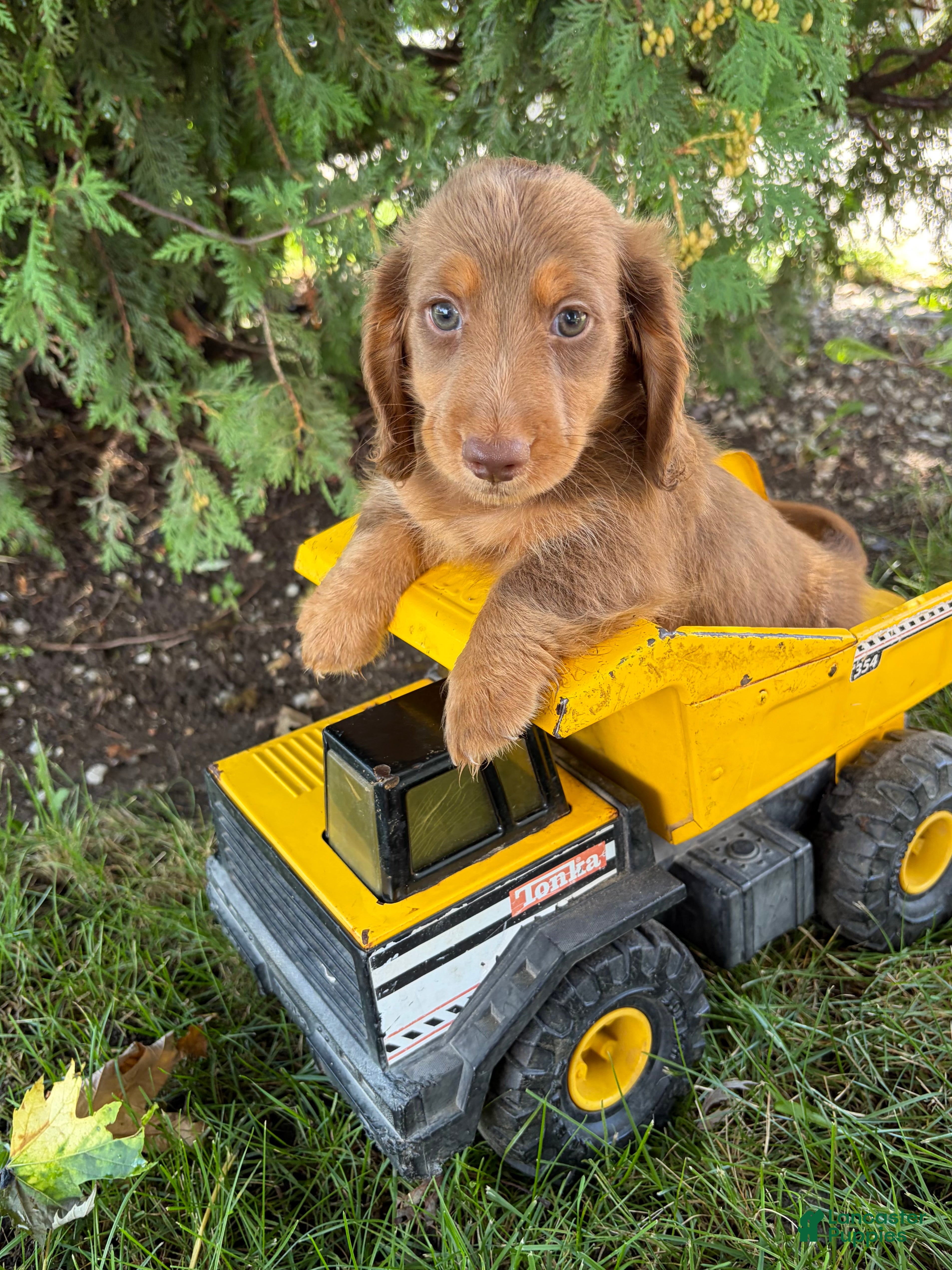 Dachshund dogs Calihan - Ad 1