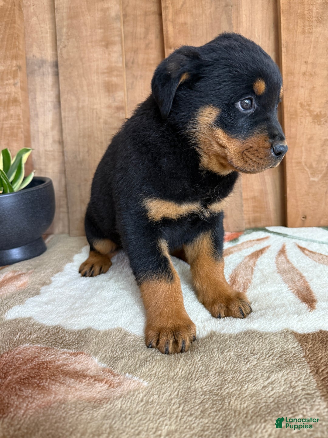 Rottweiler dogs for sale: Leo - Ad 12