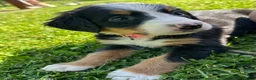 Bernese Mountain Dog dogs for sale: Berner bunch - Ad 4