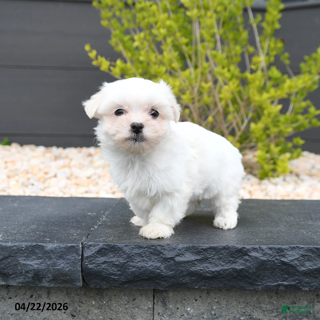 Mixed Breed dogs for sale: Coconut - Ad 1