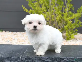 Mixed Breed dogs for sale: Coconut - Ad 1