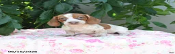 Miniature Dachshund dogs for sale: Willow - Ad 1