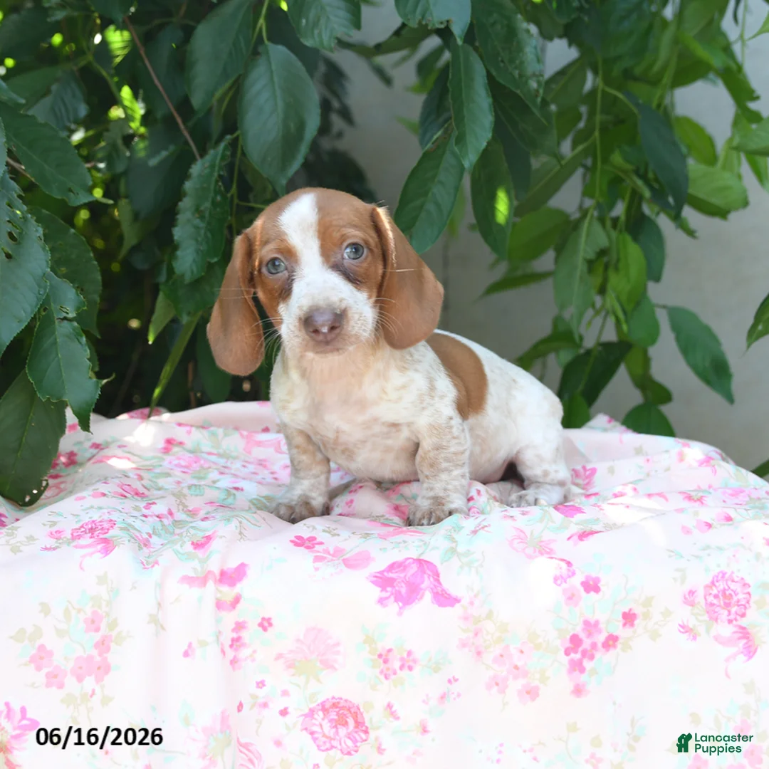 Miniature Dachshund dogs for sale: Willow - Ad 1