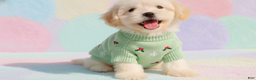 Maltipoo dogs for sale: BUDDY - Ad 3