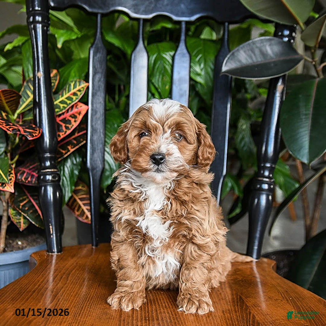 Cavapoo dogs for sale: Blizzard - Ad 3