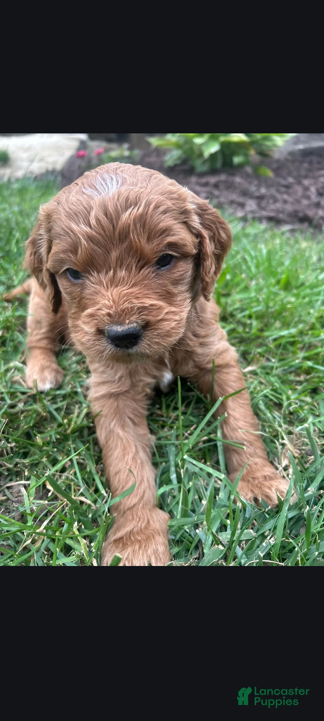 Goldendoodle dogs for sale: Glen - Ad 1