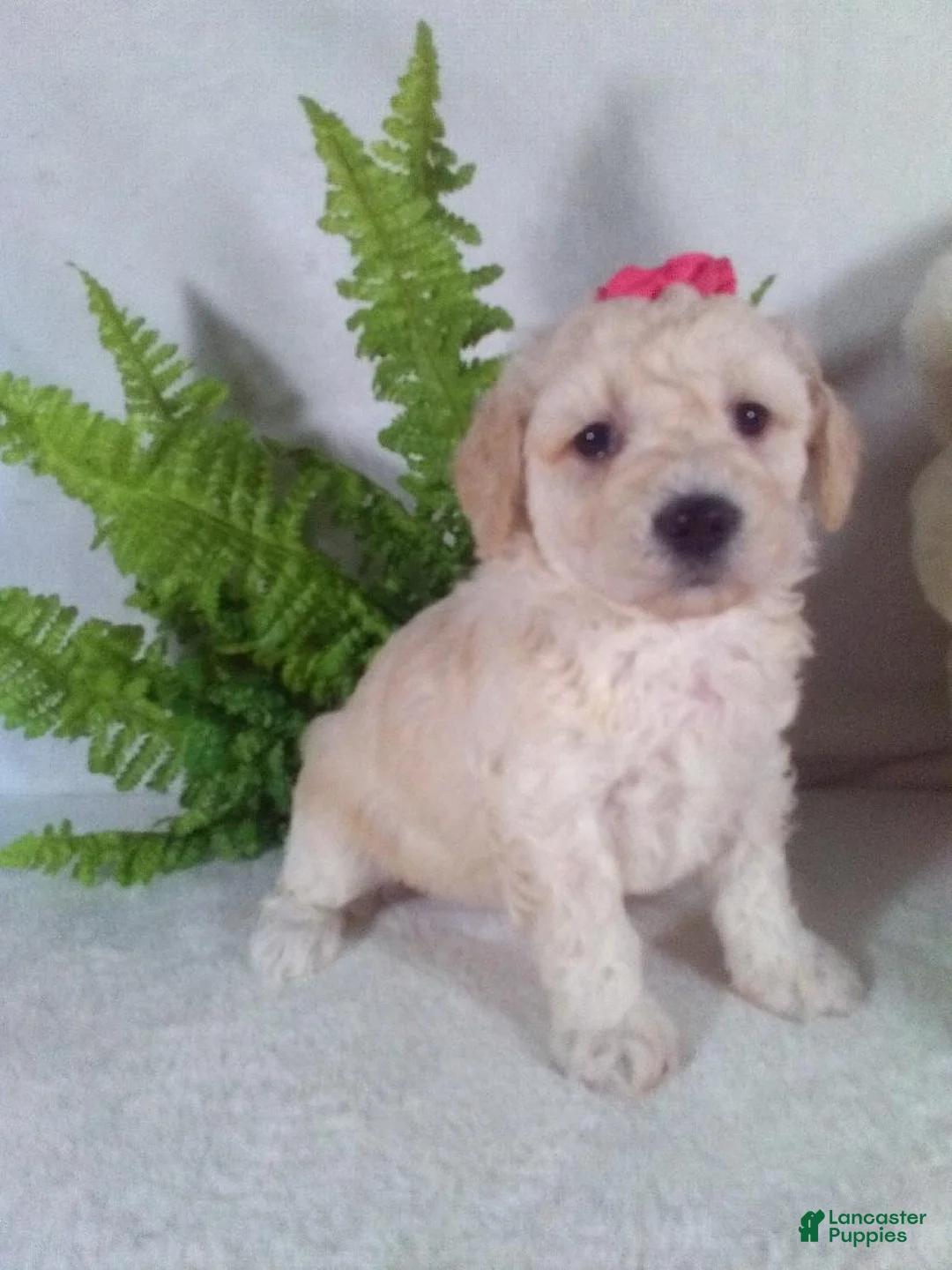 Bichpoo dogs for sale: Allie - Ad 4