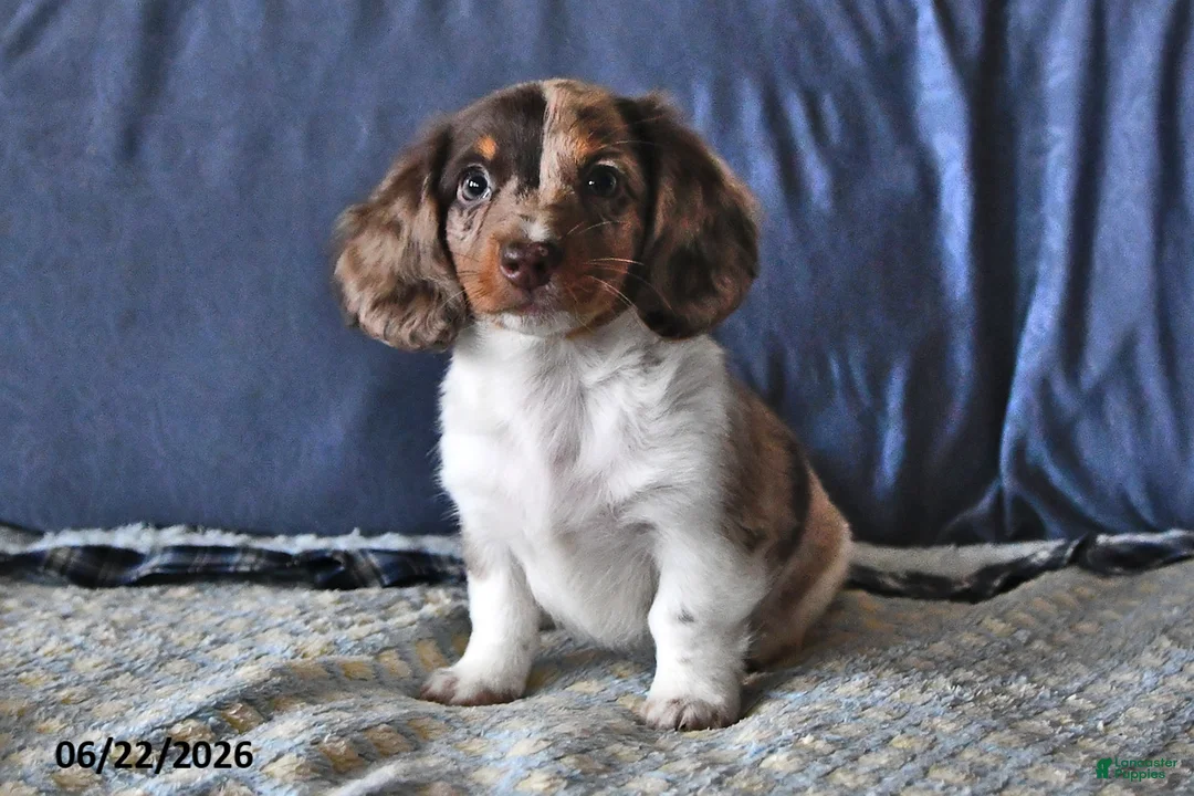 Miniature Dachshund dogs for sale: Cooper - Ad 1