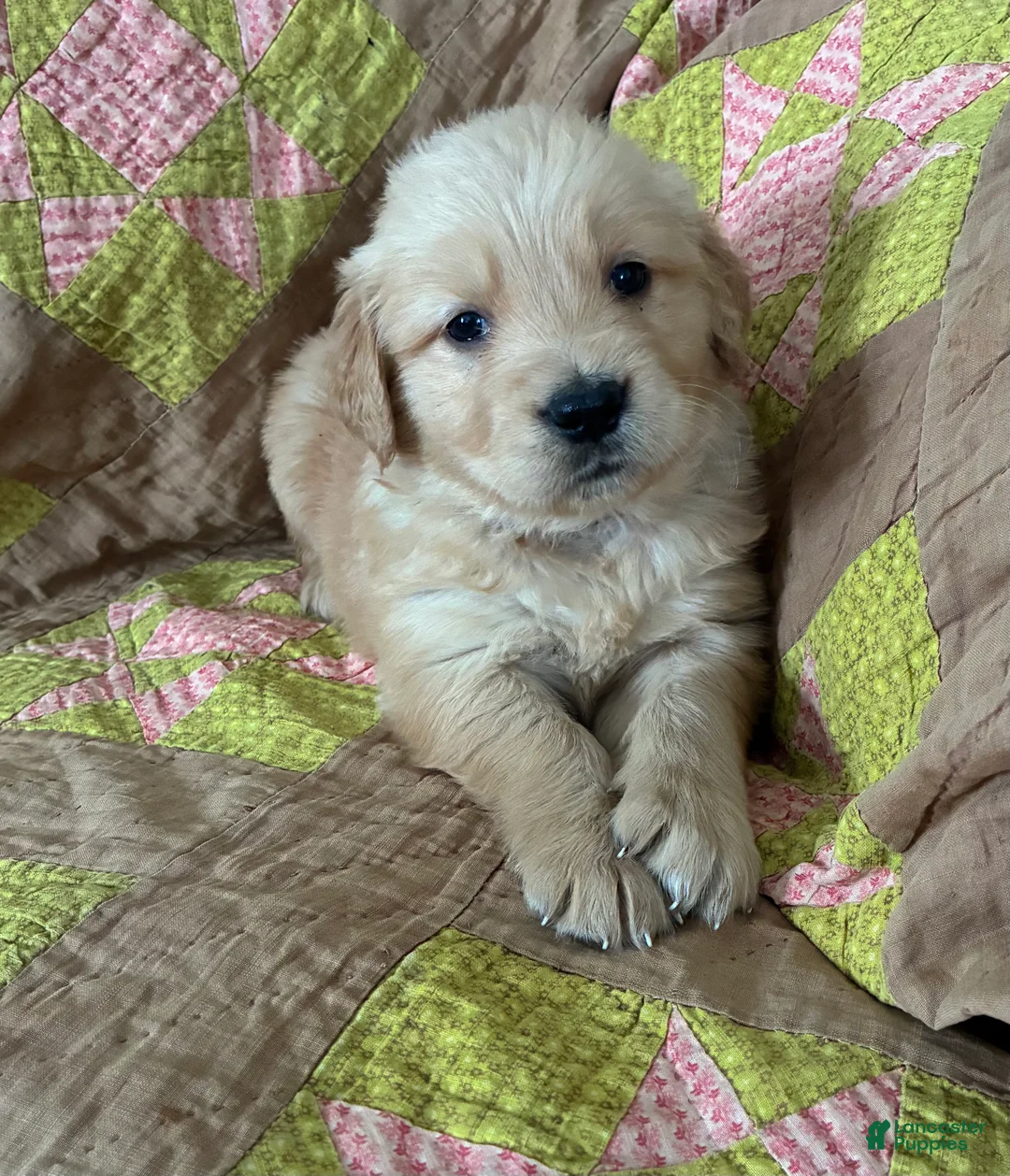 Golden Retriever dogs for sale: Golden Retriever Puppy 1 - Ad 3