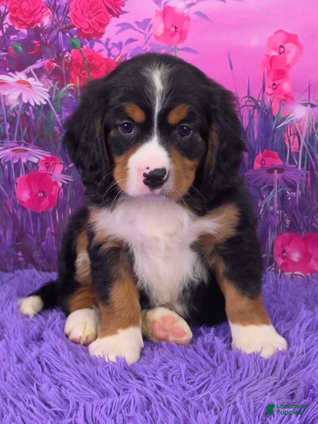 Miniature Bernese Mountain Dog dogs Noah - Ad 8
