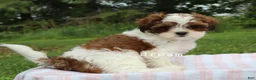 Mixed Breed dogs for sale: Loveda - Ad 4