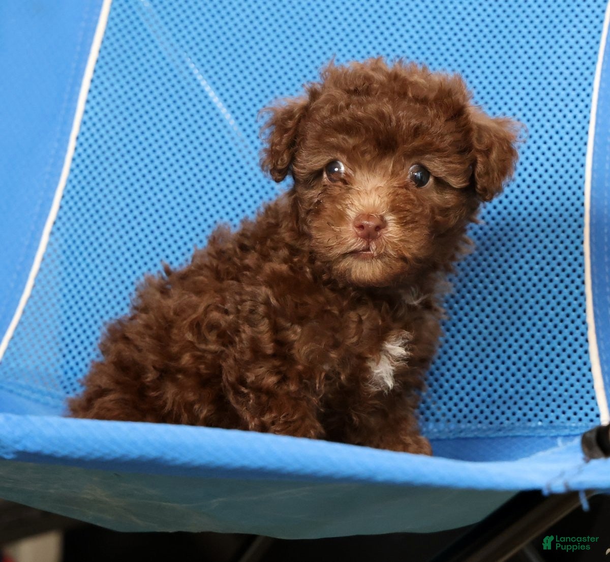 Havapoo dogs Dixie - Ad 2