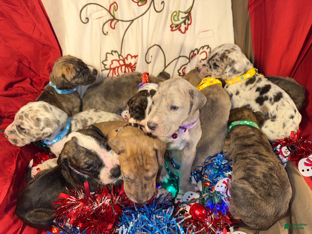 Great Dane dogs for sale: Mark - Ad 22