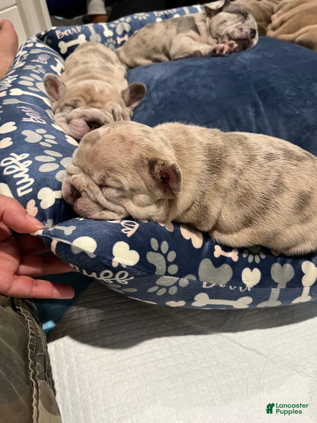 French Bulldog dogs for sale: French Bulldog Puppy 6 - Ad 2