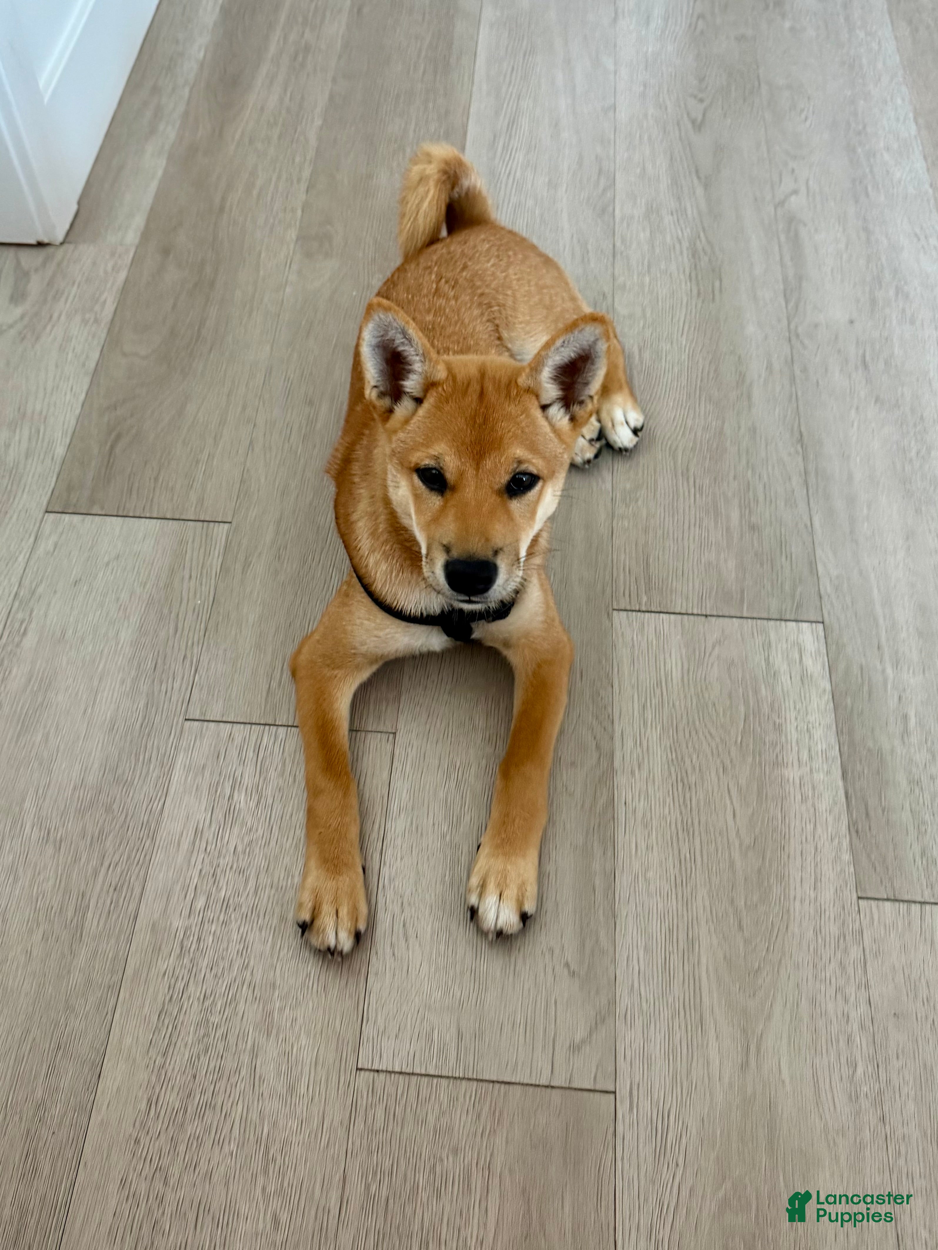 Shiba Inu dogs Shiba Inu 1 - Ad 1