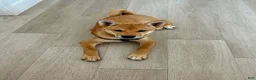 Shiba Inu dogs for sale: Shiba Inu 1 - Ad 1
