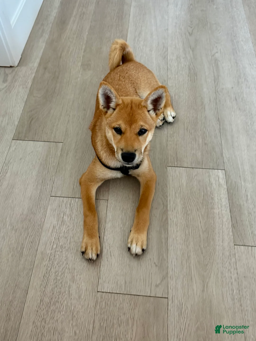 Shiba Inu dogs for sale: Shiba Inu 1 - Ad 1