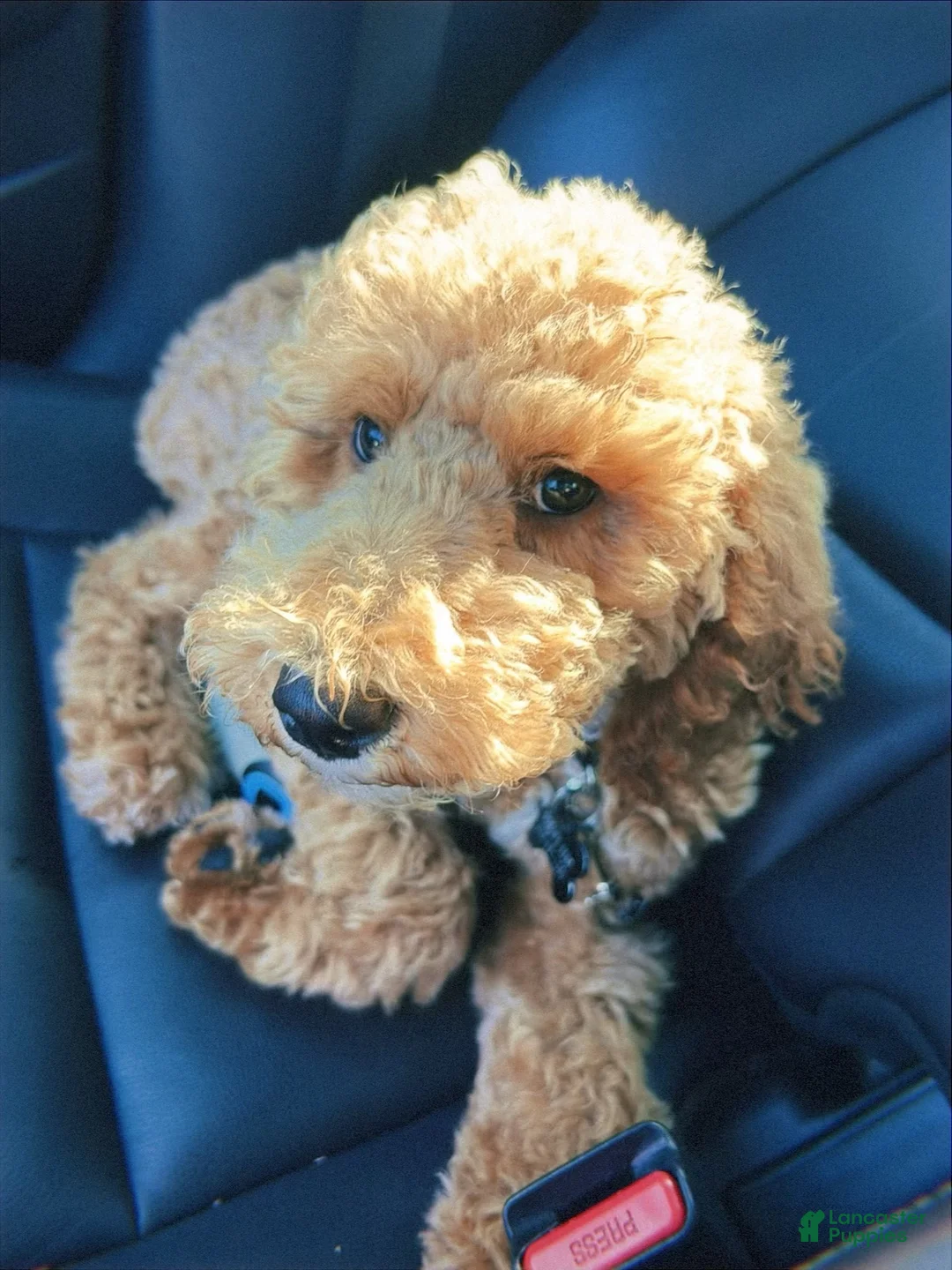 Mini Goldendoodle dogs for sale: Mini Goldendoodle Puppy 1 - Ad 2