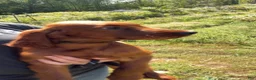 Irish Setter dogs for sale: Black collar - Ad 10