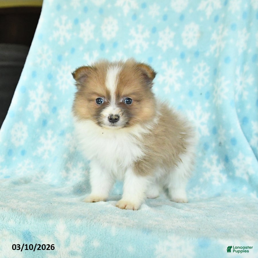 Pomeranian dogs Duke - Ad 1