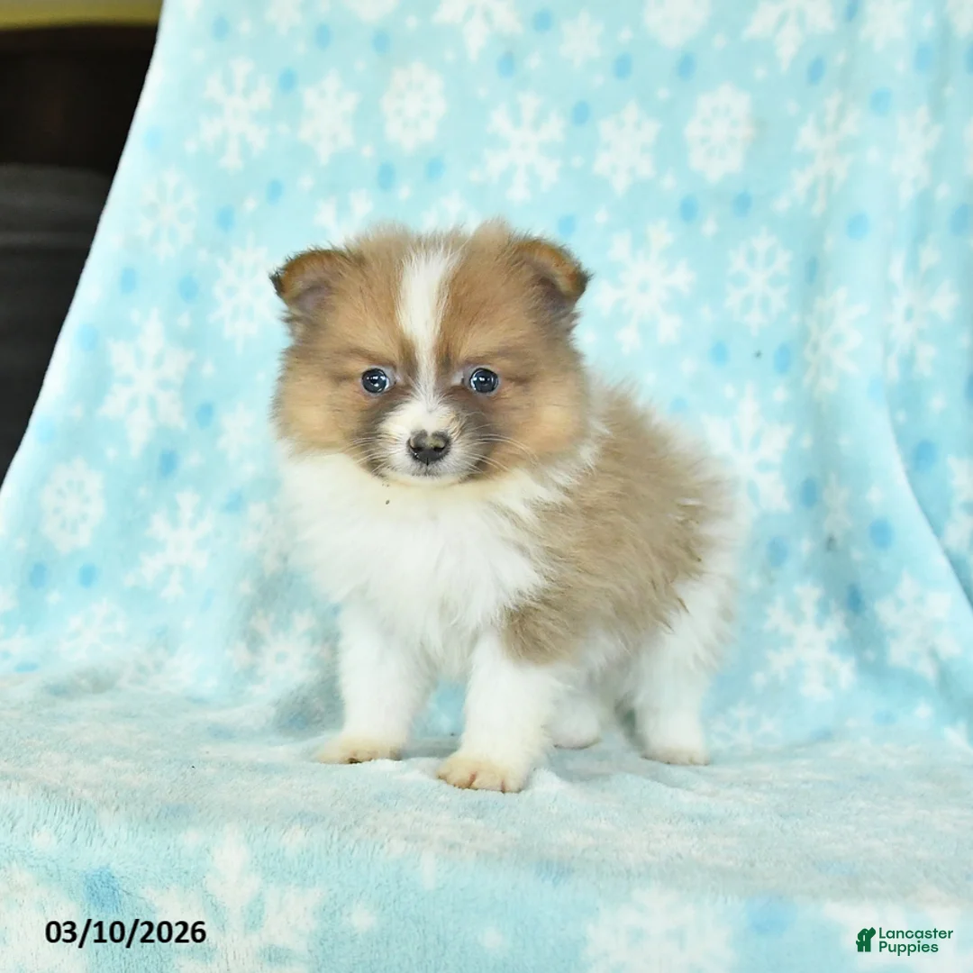 Pomeranian dogs for sale: Duke - Ad 1