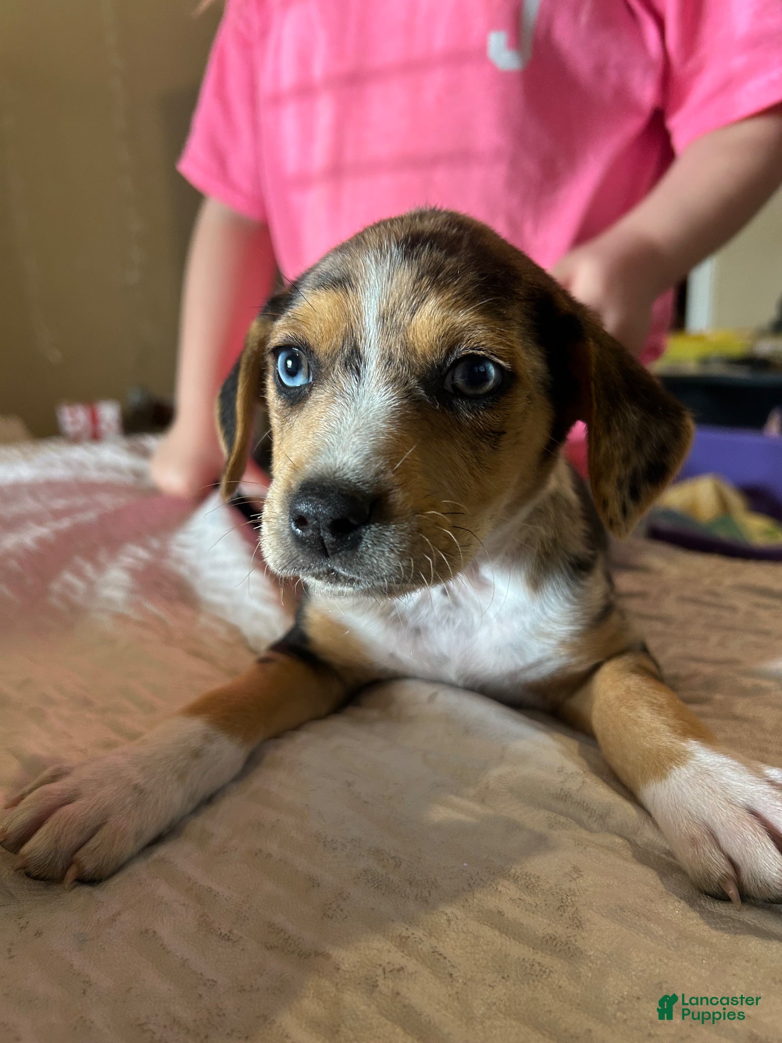 Mixed Breed dogs Millie  - Ad 33