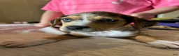 Mixed Breed dogs for sale: Millie  - Ad 1