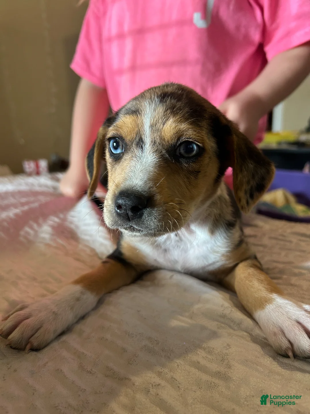 Mixed Breed dogs for sale: Millie  - Ad 1